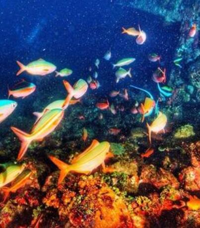 菲律宾海豚湾 海豚湾攻略 海豚湾潜水 海豚湾酒店 华商签证 菲律宾海豚湾 海豚湾攻略 海豚湾潜水 海豚湾酒店 华商签证